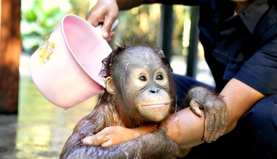 Agua-agua, lávame la cara: bañar a un bebé orangután