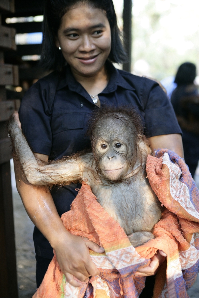Agua-agua, lávame la cara: bañar a un bebé orangután Agua-agua, lávame la cara: bañar a un bebé orangután