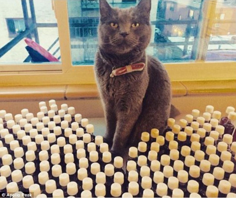 Ahora puedes tintinear vasos y beber con el gato Ahora puedes tintinear vasos y beber con el gato