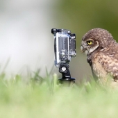 Ahora un pájaro volará fuera de aquí