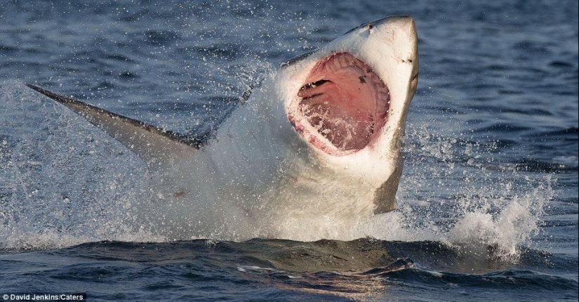 Al borde de la muerte: un día feliz para una foca