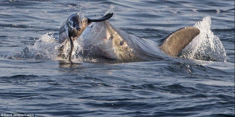 Al borde de la muerte: un día feliz para una foca