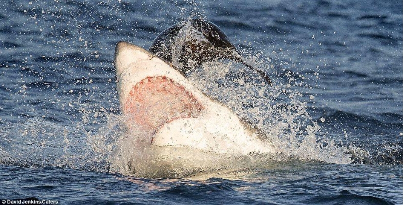 Al borde de la muerte: un día feliz para una foca