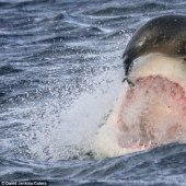 Al borde de la muerte: un día feliz para una foca