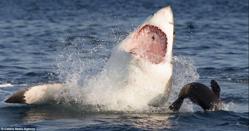 Al borde de la muerte: un día feliz para una foca