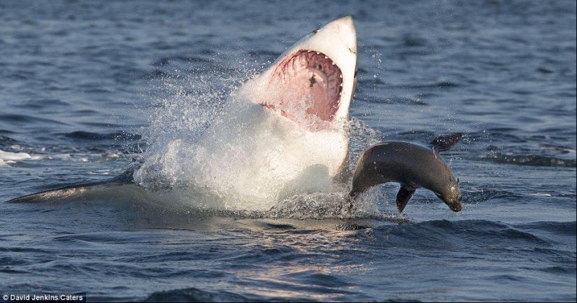 Al borde de la muerte: un día feliz para una foca