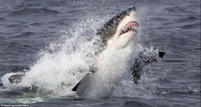 Al borde de la muerte: un día feliz para una foca