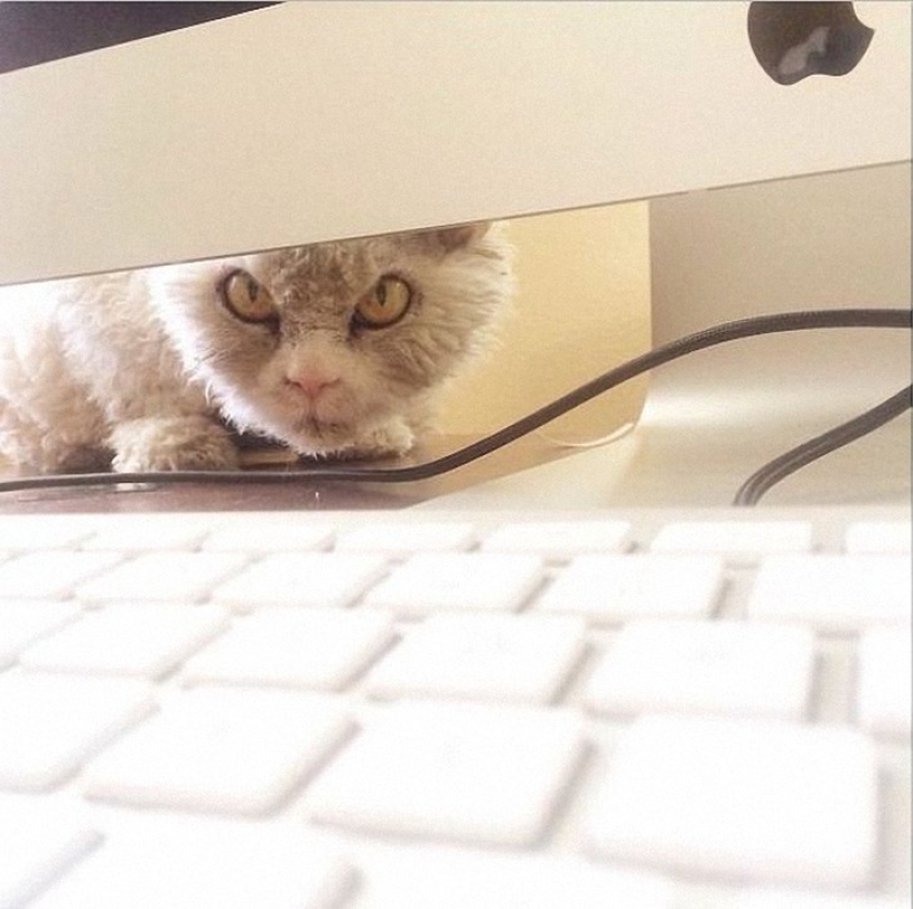 Albert is the most evil cat on the internet?