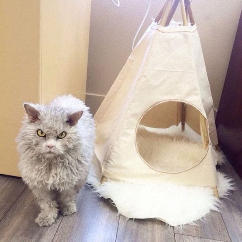 Albert is the most evil cat on the internet?