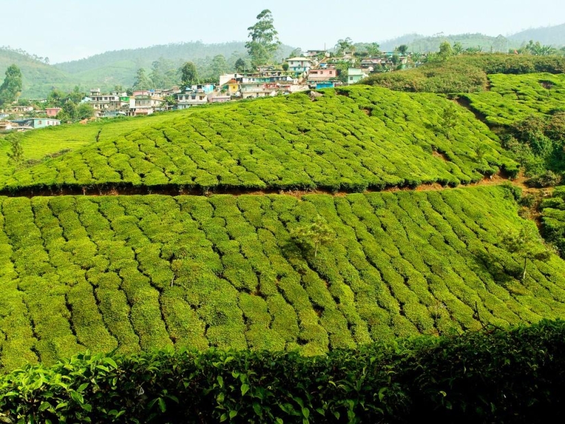 Alfombras verdes de plantaciones de té en India