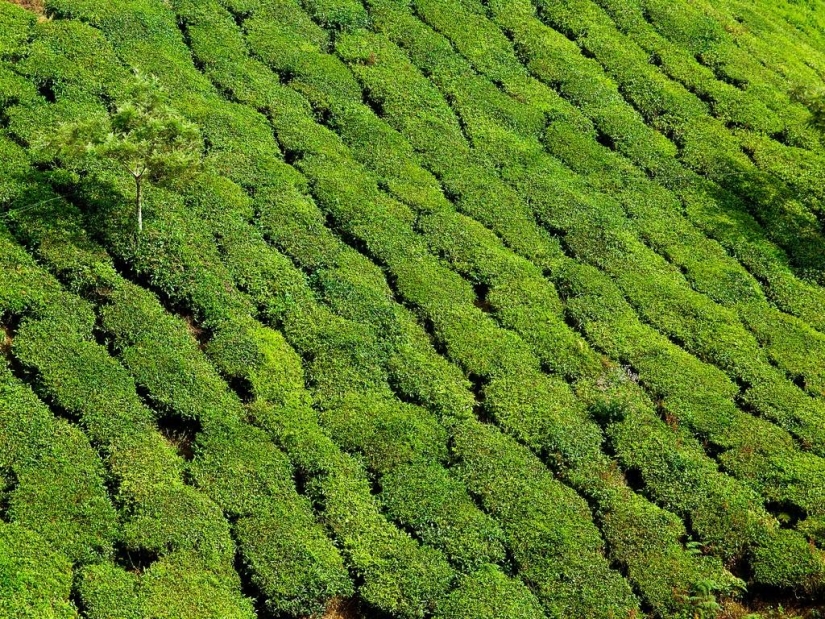 Alfombras verdes de plantaciones de té en India