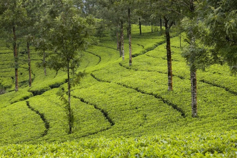 Alfombras verdes de plantaciones de té en India