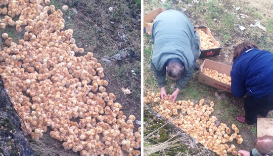 Alguien llevó 1.000 pollos a un campo y los dejó allí para que murieran Alguien llevó 1.000 pollos a un campo y los dejó allí para que murieran