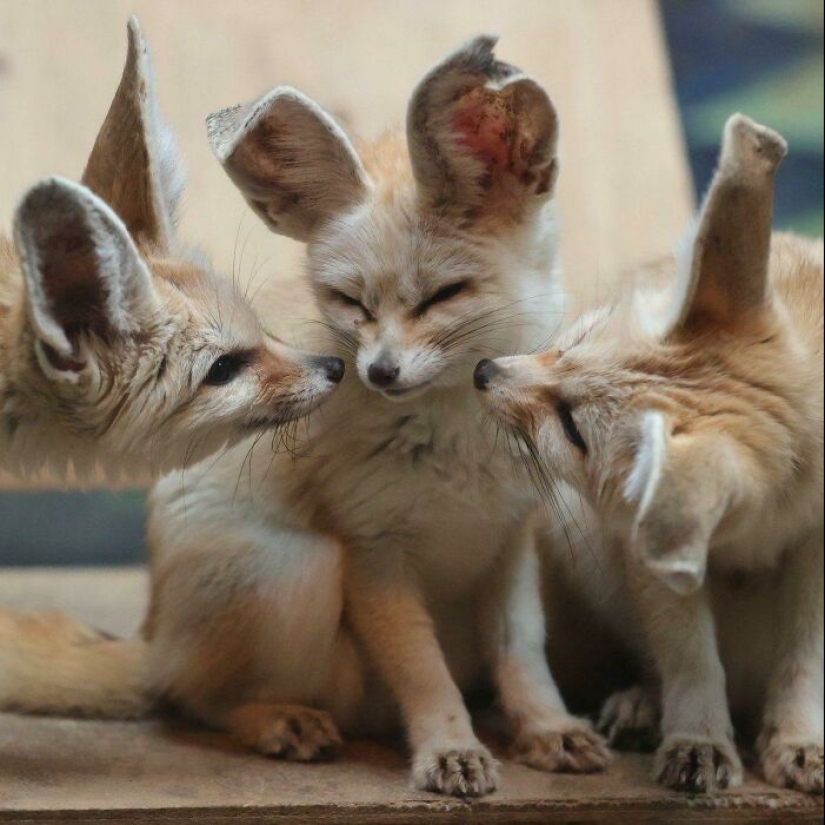 “Algunos tamaños demasiado grandes”: 20 animales dotados de orejas enormes