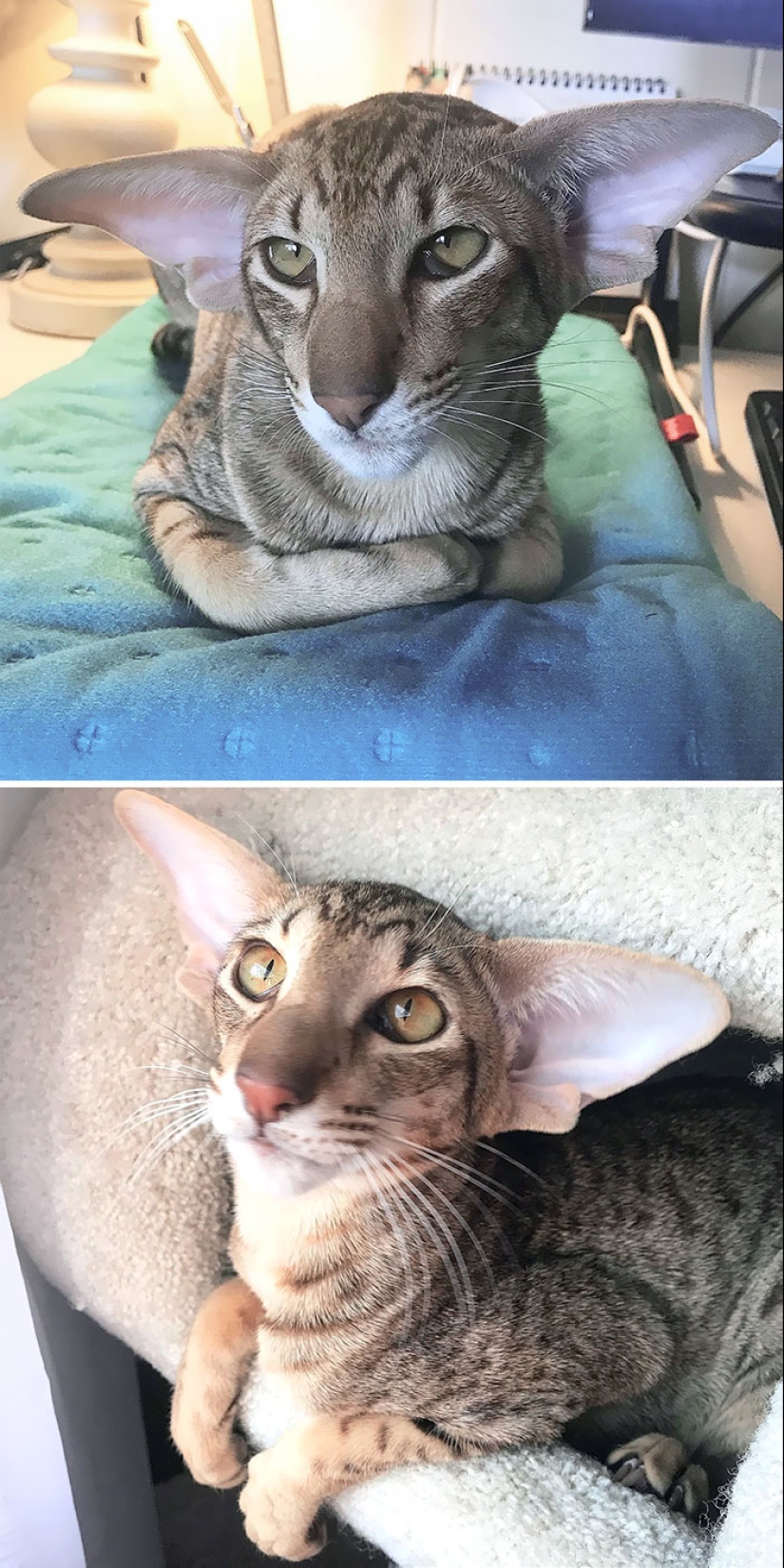 “Algunos tamaños demasiado grandes”: 20 animales dotados de orejas enormes