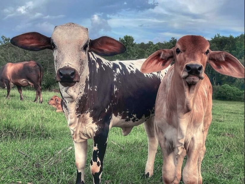 “Algunos tamaños demasiado grandes”: 20 animales dotados de orejas enormes