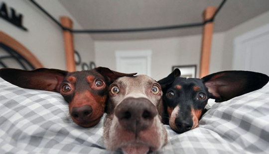 “Algunos tamaños demasiado grandes”: 20 animales dotados de orejas enormes