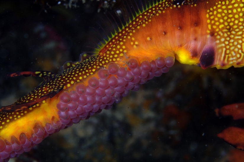 Aliens from other worlds: rating of the strangest sea creatures Aliens from other worlds: rating of the strangest sea creatures