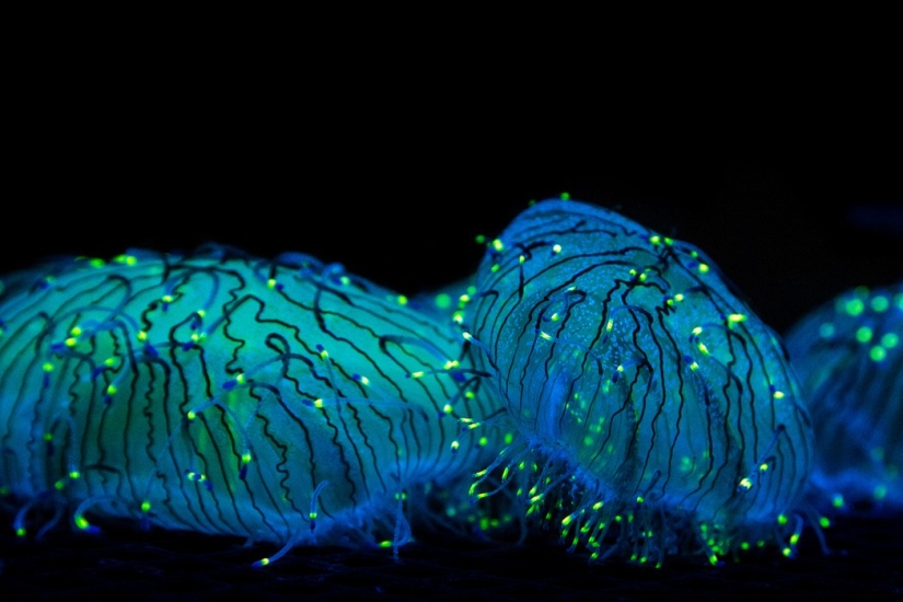 Aliens from other worlds: rating of the strangest sea creatures Aliens from other worlds: rating of the strangest sea creatures