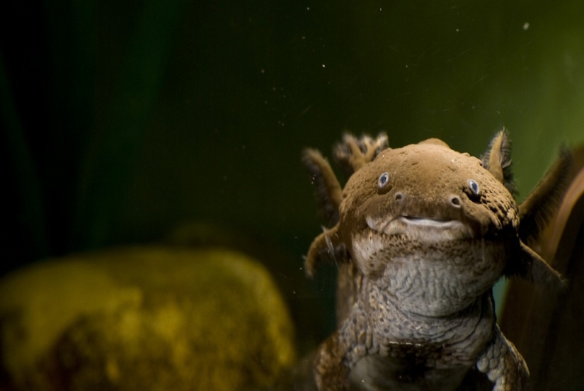 Aliens from other worlds: rating of the strangest sea creatures Aliens from other worlds: rating of the strangest sea creatures