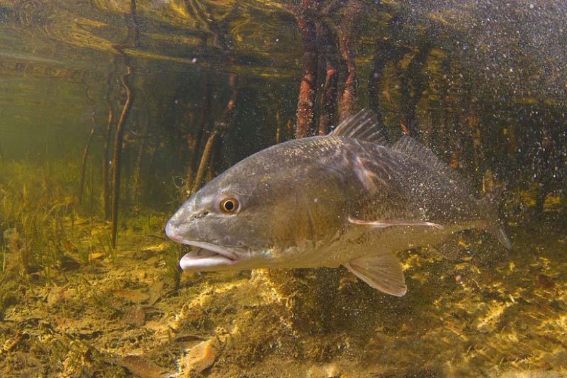 Alimentos prohibidos en EE.UU.