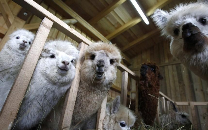 Alpaca Shearing Day in Germany Alpaca Shearing Day in Germany