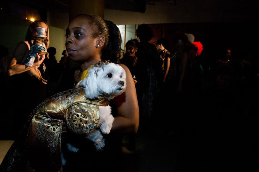 Alta moda para perros