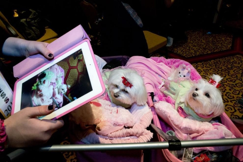 Alta moda para perros