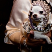 Alta moda para perros