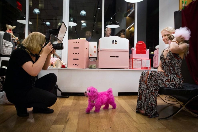 Alta moda para perros