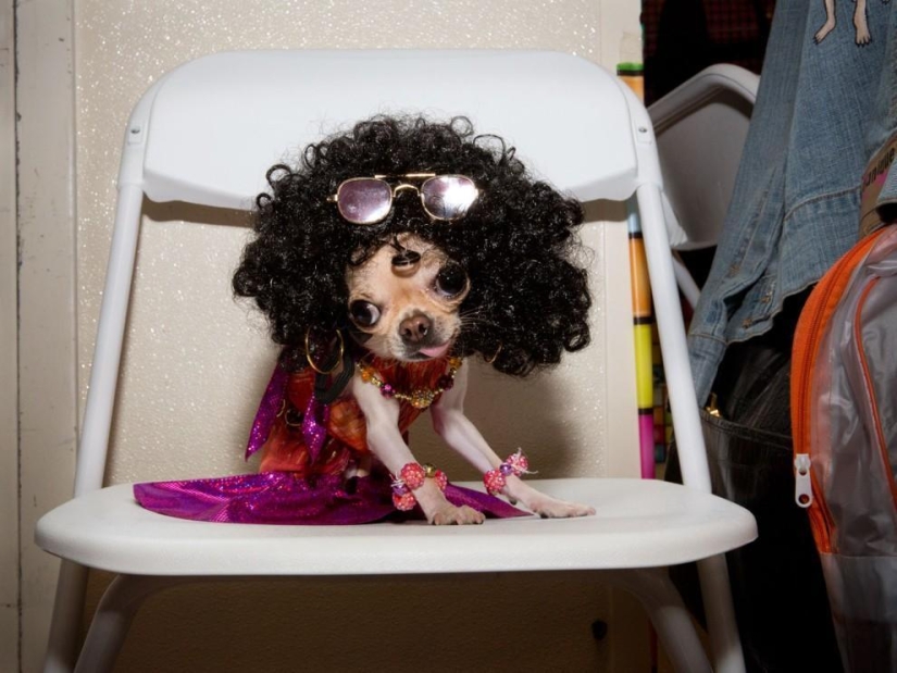 Alta moda para perros