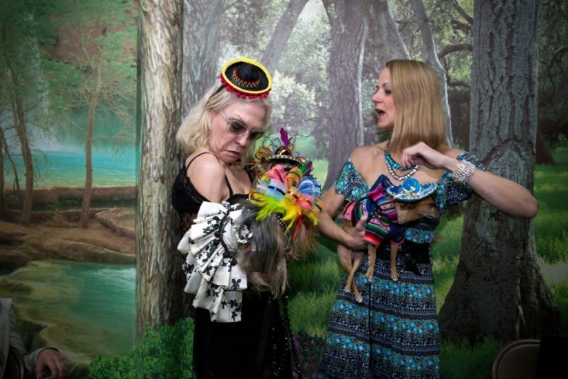 Alta moda para perros