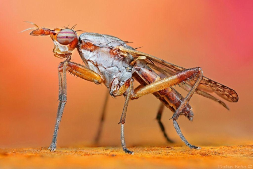 Amazing and Vibrant Macro Photographs by Dušan Beno