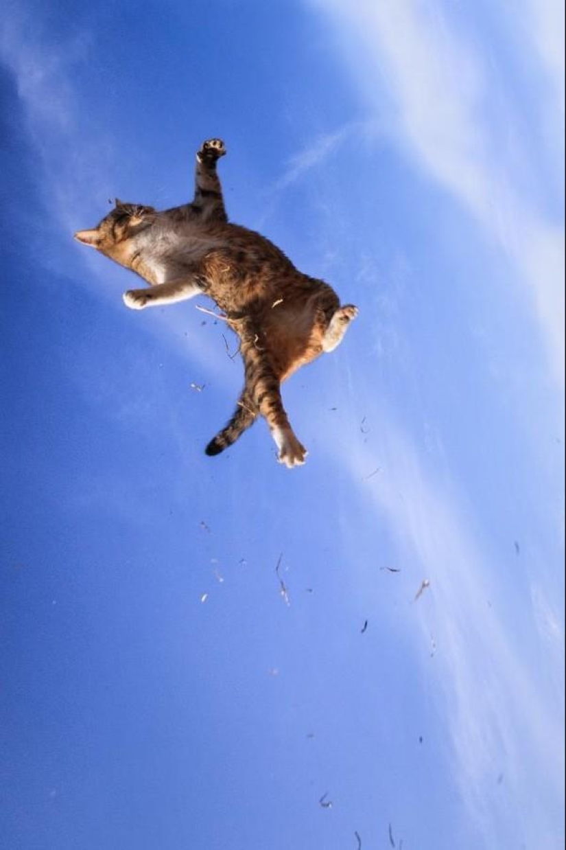 Amazing flying cats