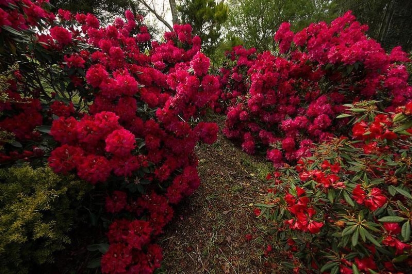 Amazing Maple Glen in New Zealand Amazing Maple Glen in New Zealand