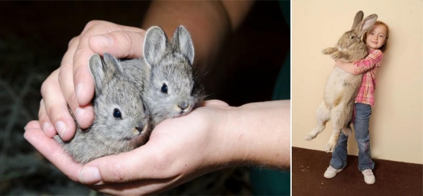 Amazing Nature Games - Big and Small