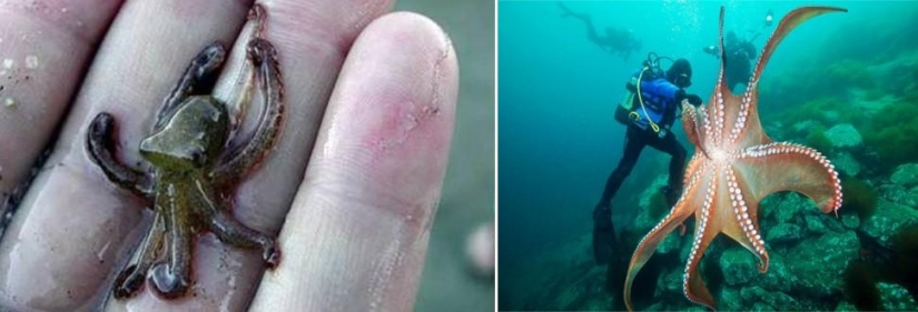 Amazing Nature Games - Big and Small