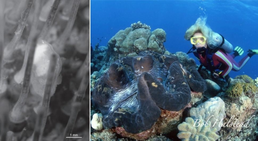 Amazing Nature Games - Big and Small