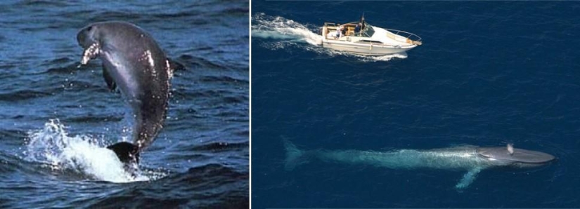 Amazing Nature Games - Big and Small