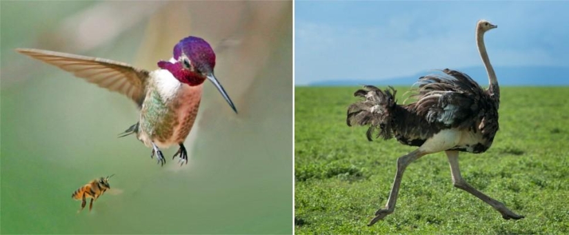 Amazing Nature Games - Big and Small