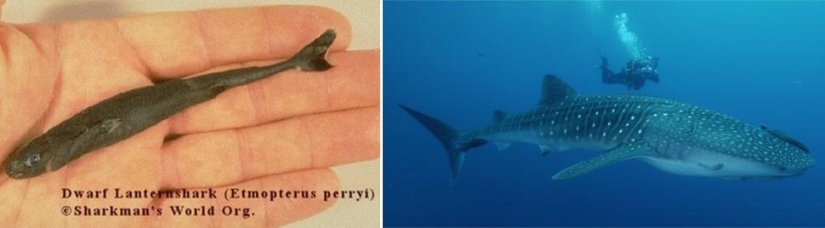 Amazing Nature Games - Big and Small