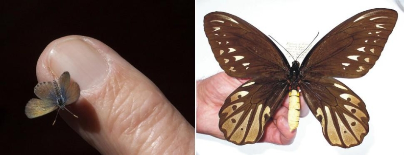 Amazing Nature Games - Big and Small