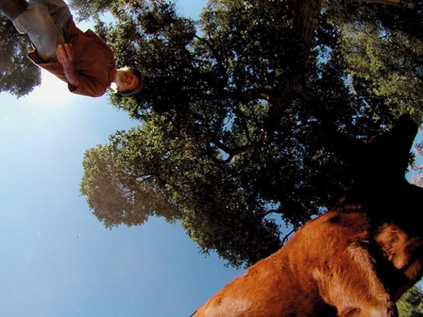 Amazing pictures taken by animals