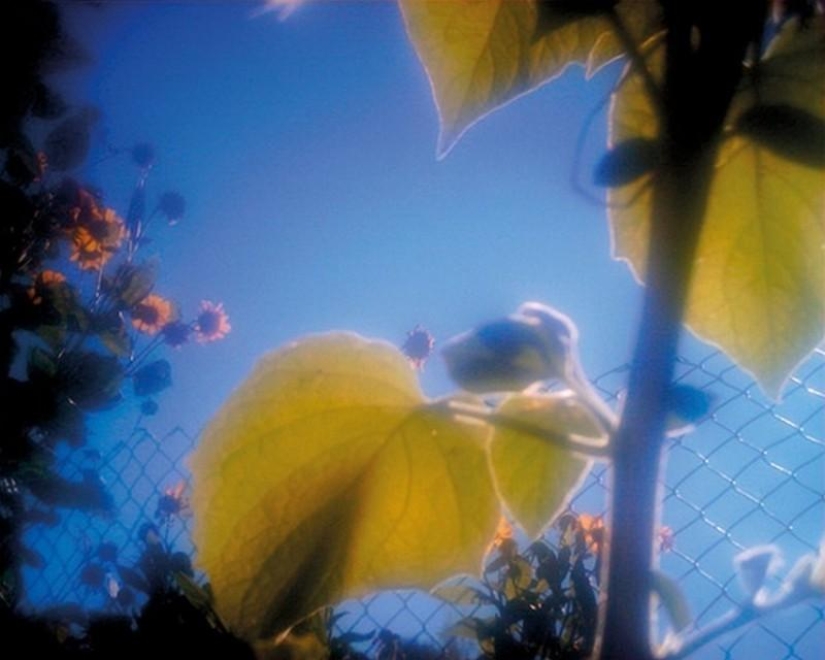 Amazing pictures taken by animals