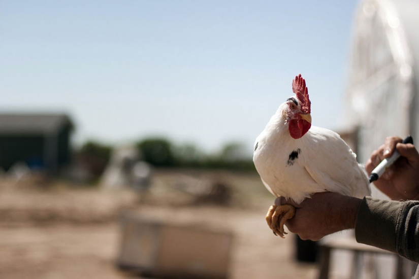 América en el trabajo en fotos amateur