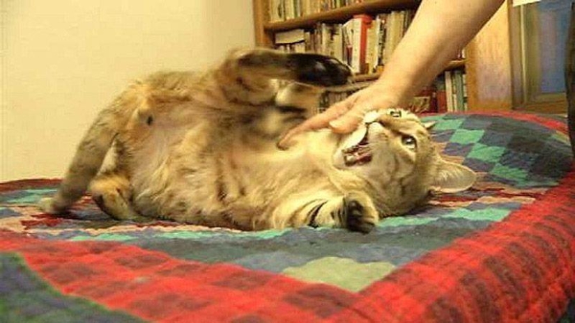 American soldier brought a cat from Afghanistan