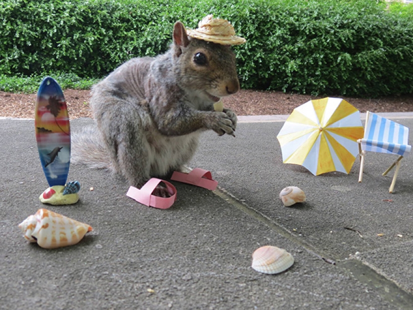 American student makes friends with squirrels and dresses them in different costumes American student makes friends with squirrels and dresses them in different costumes