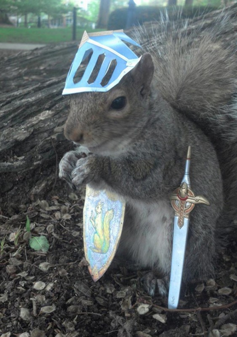 American student makes friends with squirrels and dresses them in different costumes American student makes friends with squirrels and dresses them in different costumes