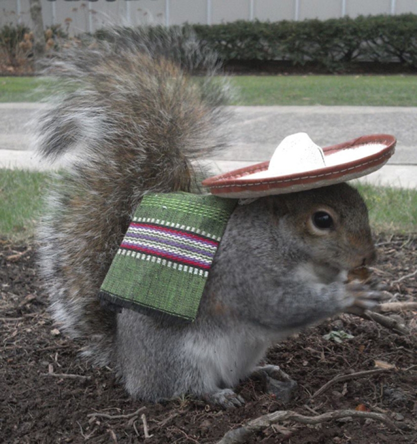 American student makes friends with squirrels and dresses them in different costumes American student makes friends with squirrels and dresses them in different costumes