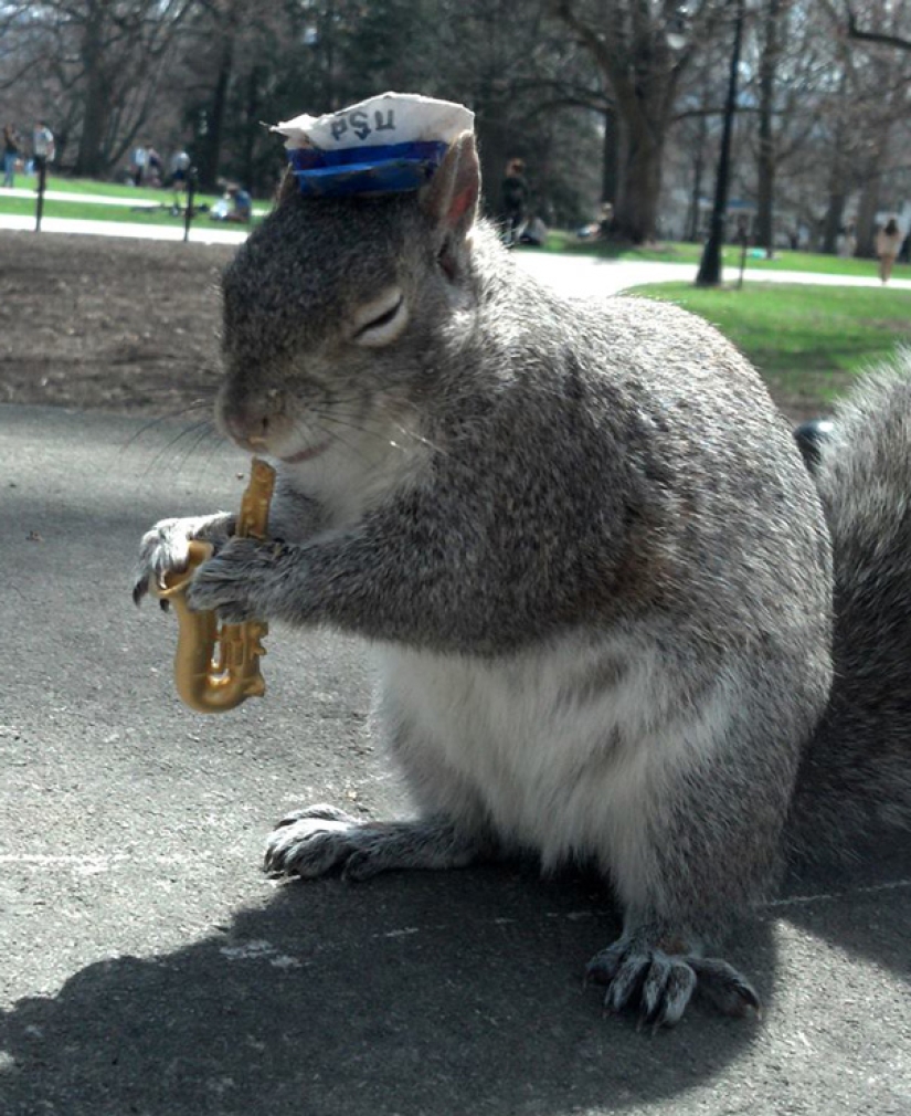 American student makes friends with squirrels and dresses them in different costumes American student makes friends with squirrels and dresses them in different costumes